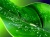 1173789436 1024x768 green-wave