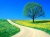 Flowers - Spring Road