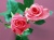 Nature-Flowers