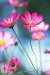 Pink Flowers