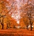 Autumn-trees