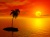 Beach-sunset-palm