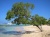 Beach-tree