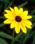Flower scenery