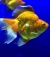 Gold fish narrowweb  300x342 0