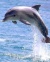 Lovely dolphin