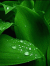 Nature L