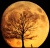 Orangemoon2